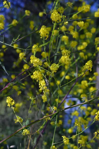 DSC_6101 (Large).JPG